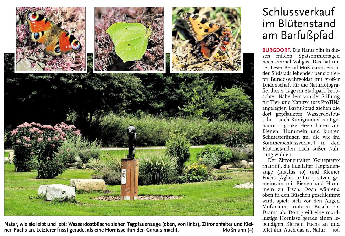 15_HAZ_Anz_Barfußweg_270813